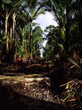 A road being made through a sago forest / Maskota Delfi White rice or black sago?